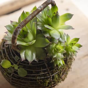 Petit panier vintage « Mousse »