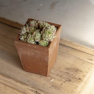 Cache-pot « Saxifrage »