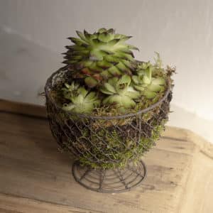 Cache-pot « Prairie »