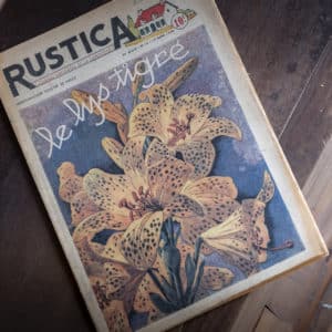Magazine ancien « Rustica – Lys tigré – 1950 »